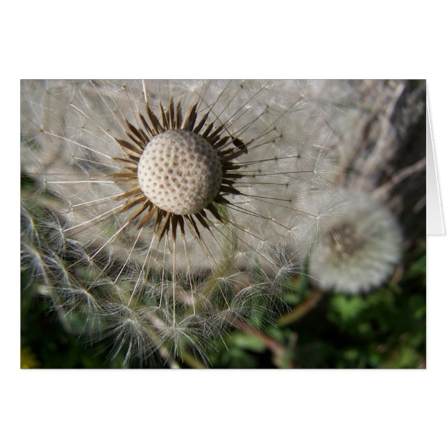 Dandelion Wises (Vorderseite (Horizontal))