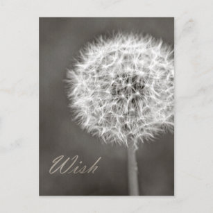 Dandelion Wish Postkarte