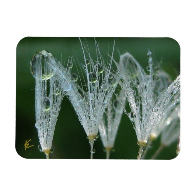 Dandelion with Dew Peaceful Nature Meditation Magnet (Horizontal)