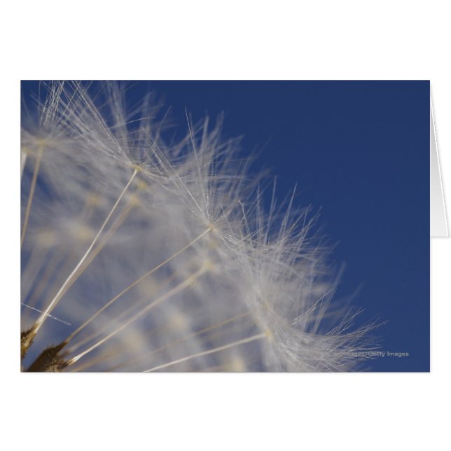 Dandelions (Devant horizontal)