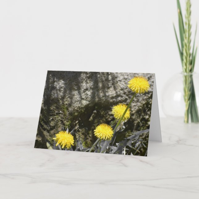 Dandelions, carte (Devant)