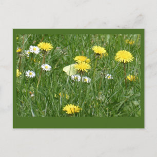Dandelions & Daisies Grass Field DIY Postcard Postkarte