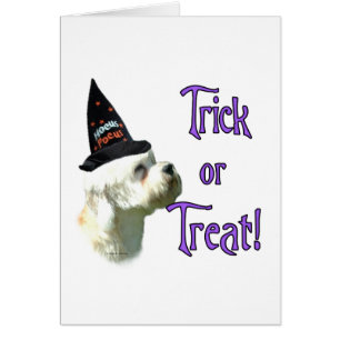 Dandie Dinmont Terrier Trick