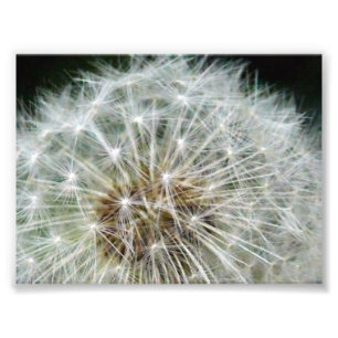 dandilion fotodruck