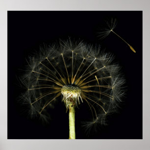 Dandilion Hauch-Kunst-Druck Poster