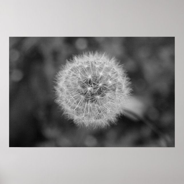 Dandilion Poster (Vorne)