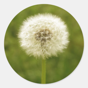Dandy Lion Runder Aufkleber