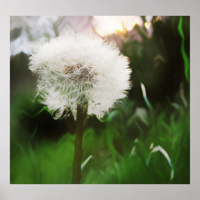 DandyDreams Poster (Vorne)