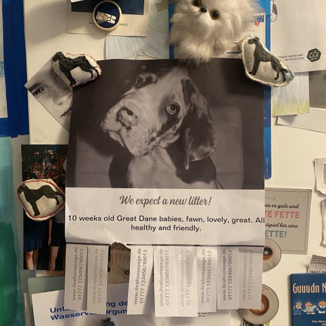 Dane Welpen farbig verkaufen Flyer (Von Creator hochgeladen)