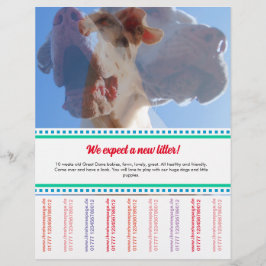 Dane Welpen Flyer verkaufen