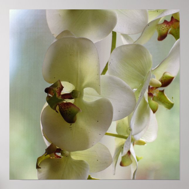 Danging Orchid Poster (Vorne)