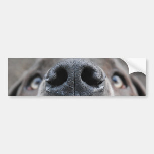 Dänische Dogge Gesicht Nase Autoaufkleber
