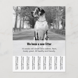 Dänische Welpen zu verkaufen Flyer