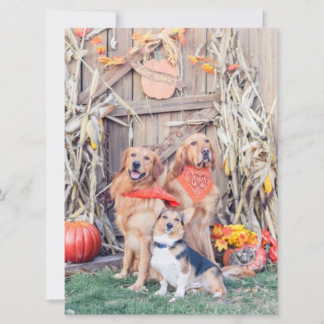 Danke an Niedliche Hunde und Erntedank Harvest Karte (Vorderseite)