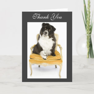 Danke Border-Collie