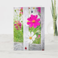 Danke Cosmos Flower Garden