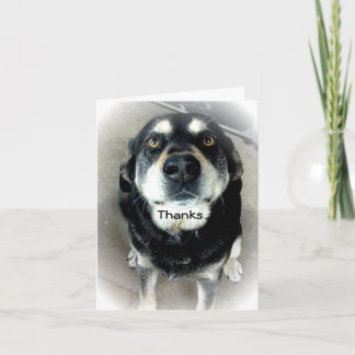 Danke, Dog Dankeskarte