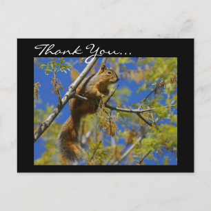 Danke, Eichhörnchen-Postkarte Postkarte