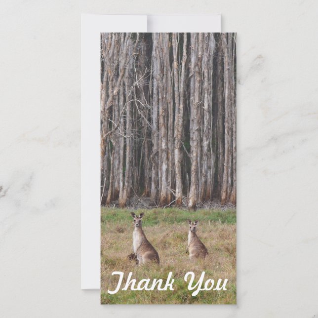 Danke Fotokarte - australische Kängurus (Vorderseite)