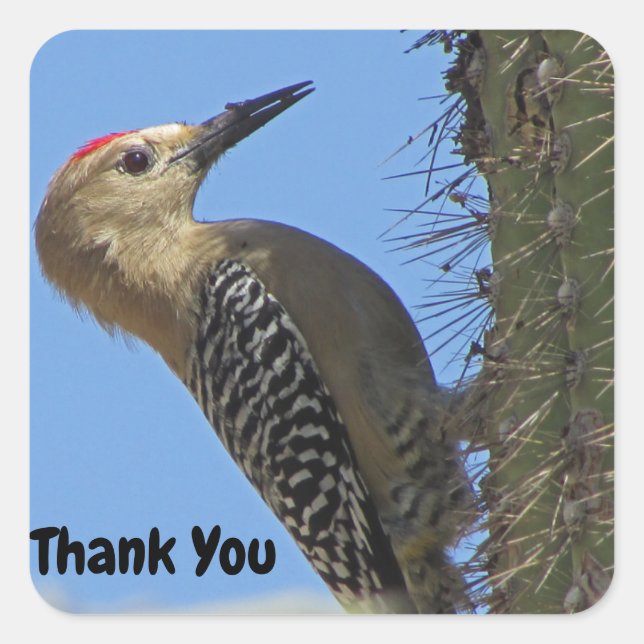Danke Gila Woodpecker Foto Bird Aufwertung Quadratischer Aufkleber (Vorderseite)