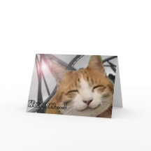 Danke, - glückliche Katze zu kardieren