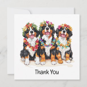 Danke Hawaiian Berner Sennenhunde
