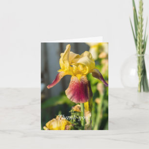 Danke - Heirloom Iris