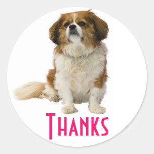 Danke King Charles Spaniel Welpen Aufkleber