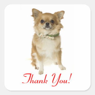 Danke Langhaar Chihuahua Gruß Aufkleber
