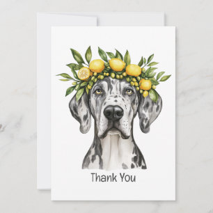 Danke Merle Great Dane Dog Lemon Crown