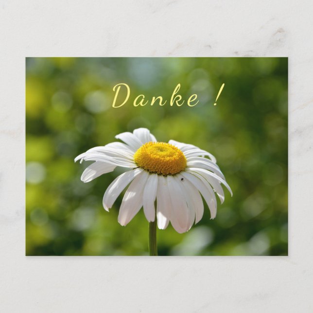 Danke mit einer Margerite Postkarte (Vorderseite)