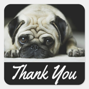 Danke Mops Puppy Dog Black Canine Quadratischer Aufkleber