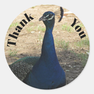 Danke Peacock Foto Bright Blue Feathers Bird Runder Aufkleber