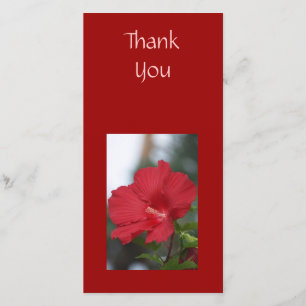 Danke roter Hibiskus