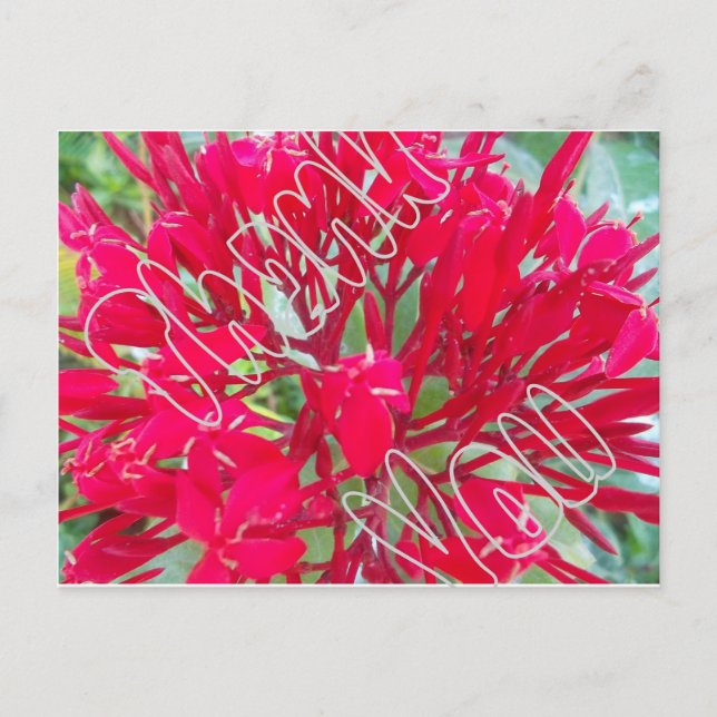Danke schön Phantastische rote Blume Postkarte (Vorderseite)