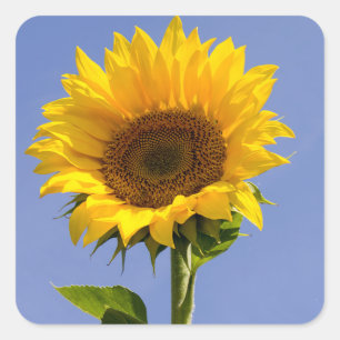 Danke Sonnenblumen-Gelb-Blumen-Aufkleber Quadratischer Aufkleber