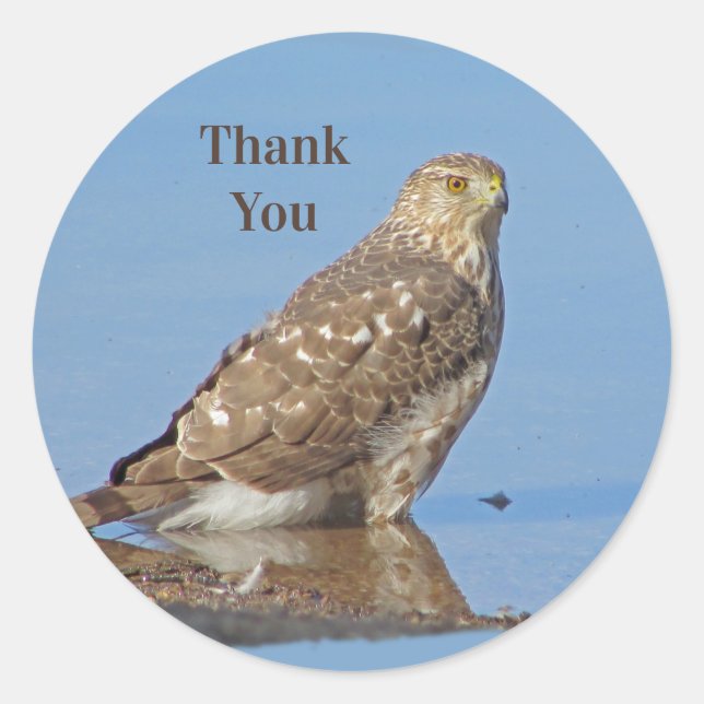 Danke Young Hawk Beautiful Wild Raptor Bird Runder Aufkleber (Vorderseite)