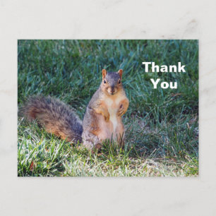 Dankeschön für das süße Eichhörnchen-Foto Postkarte