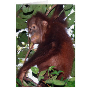 Dans la nature : Orangutan