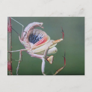 Danse de la carte postale de la mante religieuse