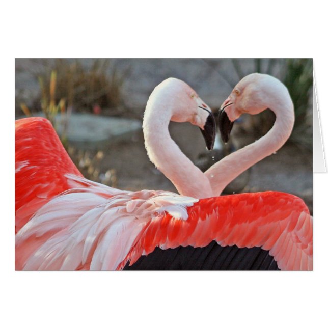 Danse de l'amour (Devant horizontal)