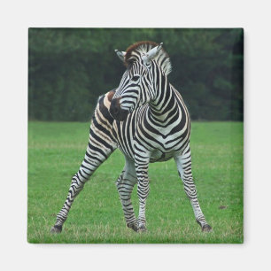 Danser aimant Zebra