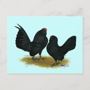 D'Anvers Black Bantams Postkarte