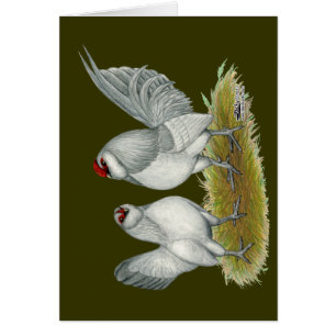 D'Anvers Self Blue Bantams