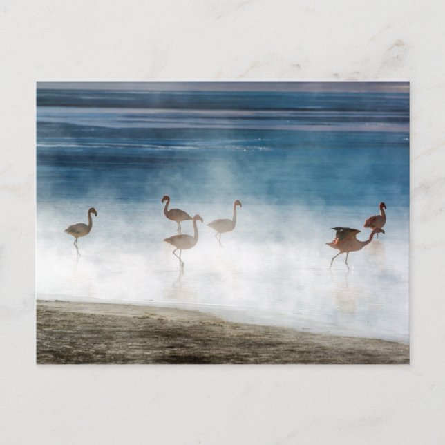 Danza de Flamencos, Salar de Uyuni, Bolivien. Postkarte (Vorderseite)