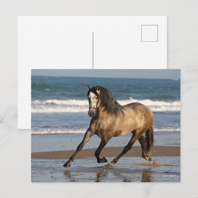 Daple Grauer andalusische Hengst am Strand Postkarte (Vorne/Hinten)