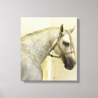 Daple Gray Andalusisches Pferd