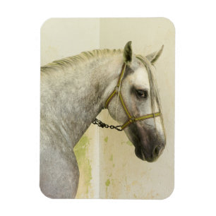 Daple Gray Andalusisches Pferd Magnet