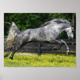 Daple Gray Rocky Mountain Pferde springen Poster