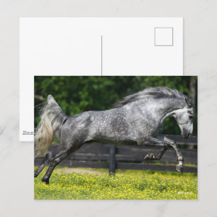 Daple Gray Rocky Mountain Pferde springen Postkarte
